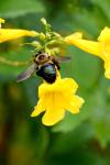 <img100*0:stuff/z/73640/bees%2520%2526%2520flowers%2520reference/i1257888175_2.jpg>