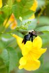<img100*0:stuff/z/73640/bees%2520%2526%2520flowers%2520reference/i1257888175_3.jpg>
