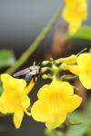 <img100*0:stuff/z/73640/bees%2520%2526%2520flowers%2520reference/i1257888175_4.jpg>