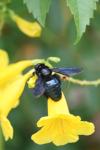 <img100*0:stuff/z/73640/bees%2520%2526%2520flowers%2520reference/i1257888175_5.jpg>