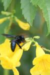 <img100*0:stuff/z/73640/bees%2520%2526%2520flowers%2520reference/i1257888175_6.jpg>