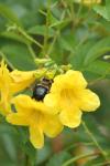 <img100*0:stuff/z/73640/bees%2520%2526%2520flowers%2520reference/i1257888175_7.jpg>