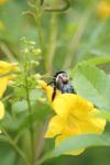 <img100*0:stuff/z/73640/bees%2520%2526%2520flowers%2520reference/i1257888175_8.jpg>