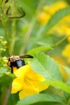 <img100*0:stuff/z/73640/bees%2520%2526%2520flowers%2520reference/i1257888175_9.jpg>