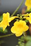 <img100*0:stuff/z/73640/bees%2520%2526%2520flowers%2520reference/i1257888176_10.jpg>