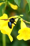 <img100*0:stuff/z/73640/bees%2520%2526%2520flowers%2520reference/i1257888176_11.jpg>