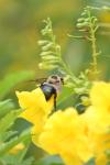 <img100*0:stuff/z/73640/bees%2520%2526%2520flowers%2520reference/i1257888176_12.jpg>