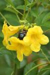 <img100*0:stuff/z/73640/bees%2520%2526%2520flowers%2520reference/i1257888176_13.jpg>