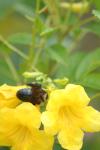 <img100*0:stuff/z/73640/bees%2520%2526%2520flowers%2520reference/i1257888176_14.jpg>