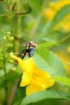 <img100*0:stuff/z/73640/bees%2520%2526%2520flowers%2520reference/i1257888176_15.jpg>