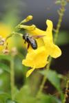 <img100*0:stuff/z/73640/bees%2520%2526%2520flowers%2520reference/i1257888176_16.jpg>
