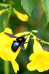 <img100*0:stuff/z/73640/bees%2520%2526%2520flowers%2520reference/i1257888176_17.jpg>