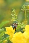 <img100*0:stuff/z/73640/bees%2520%2526%2520flowers%2520reference/i1257888176_18.jpg>