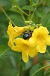 <img100*0:stuff/z/73640/bees%2520%2526%2520flowers%2520reference/i1257888176_19.jpg>