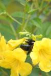 <img100*0:stuff/z/73640/bees%2520%2526%2520flowers%2520reference/i1257888176_20.jpg>