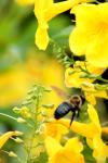 <img100*0:stuff/z/73640/bees%2520%2526%2520flowers%2520reference/i1257888176_21.jpg>