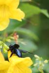 <img100*0:stuff/z/73640/bees%2520%2526%2520flowers%2520reference/i1257888176_22.jpg>
