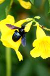 <img100*0:stuff/z/73640/bees%2520%2526%2520flowers%2520reference/i1257888176_23.jpg>