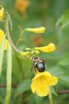 <img100*0:stuff/z/73640/bees%2520%2526%2520flowers%2520reference/i1257888176_24.jpg>