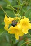<img100*0:stuff/z/73640/bees%2520%2526%2520flowers%2520reference/i1257888176_25.jpg>