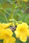 <img100*0:stuff/z/73640/bees%2520%2526%2520flowers%2520reference/i1257888176_26.jpg>