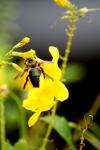 <img100*0:stuff/z/73640/bees%2520%2526%2520flowers%2520reference/i1257888176_27.jpg>