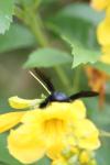 <img100*0:stuff/z/73640/bees%2520%2526%2520flowers%2520reference/i1257888176_28.jpg>