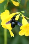 <img100*0:stuff/z/73640/bees%2520%2526%2520flowers%2520reference/i1257888176_29.jpg>