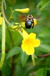 <img100*0:stuff/z/73640/bees%2520%2526%2520flowers%2520reference/i1257888176_30.jpg>