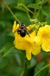 <img100*0:stuff/z/73640/bees%2520%2526%2520flowers%2520reference/i1257888177_31.jpg>