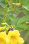 <img100*0:stuff/z/73640/bees%2520%2526%2520flowers%2520reference/i1257888177_32.jpg>