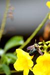 <img100*0:stuff/z/73640/bees%2520%2526%2520flowers%2520reference/i1257888177_33.jpg>