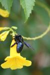 <img100*0:stuff/z/73640/bees%2520%2526%2520flowers%2520reference/i1257888177_34.jpg>