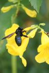<img100*0:stuff/z/73640/bees%2520%2526%2520flowers%2520reference/i1257888177_35.jpg>