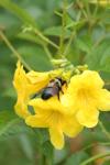 <img100*0:stuff/z/73640/bees%2520%2526%2520flowers%2520reference/i1257888177_36.jpg>
