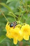 <img100*0:stuff/z/73640/bees%2520%2526%2520flowers%2520reference/i1257888177_37.jpg>