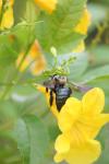 <img100*0:stuff/z/73640/bees%2520%2526%2520flowers%2520reference/i1257888177_38.jpg>