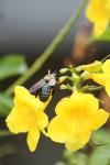 <img100*0:stuff/z/73640/bees%2520%2526%2520flowers%2520reference/i1257888177_39.jpg>