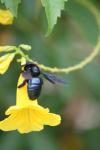 <img100*0:stuff/z/73640/bees%2520%2526%2520flowers%2520reference/i1257888177_40.jpg>