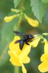 <img100*0:stuff/z/73640/bees%2520%2526%2520flowers%2520reference/i1257888177_41.jpg>