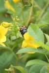 <img100*0:stuff/z/73640/bees%2520%2526%2520flowers%2520reference/i1257893220_1.jpg>