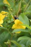 <img100*0:stuff/z/73640/bees%2520%2526%2520flowers%2520reference/i1257893220_2.jpg>