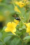<imgl100*0:stuff/z/73640/bees%2520%2526%2520flowers%2520reference/i1257893220_3.jpg>