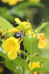 <imgl100*0:stuff/z/73640/bees%2520%2526%2520flowers%2520reference/i1257893220_4.jpg>