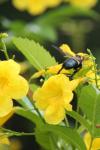 <imgl100*0:stuff/z/73640/bees%2520%2526%2520flowers%2520reference/i1257893221_10.jpg>