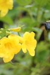 <img100*0:stuff/z/73640/bees%2520%2526%2520flowers%2520reference/i1257893221_11.jpg>