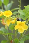 <img100*0:stuff/z/73640/bees%2520%2526%2520flowers%2520reference/i1257893221_5.jpg>