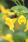 <img100*0:stuff/z/73640/bees%2520%2526%2520flowers%2520reference/i1257893221_6.jpg>