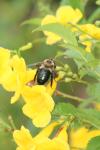 <img100*0:stuff/z/73640/bees%2520%2526%2520flowers%2520reference/i1257893221_7.jpg>