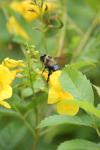 <img100*0:stuff/z/73640/bees%2520%2526%2520flowers%2520reference/i1257893221_8.jpg>